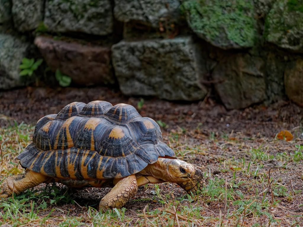 Tartarugas para ter em casa