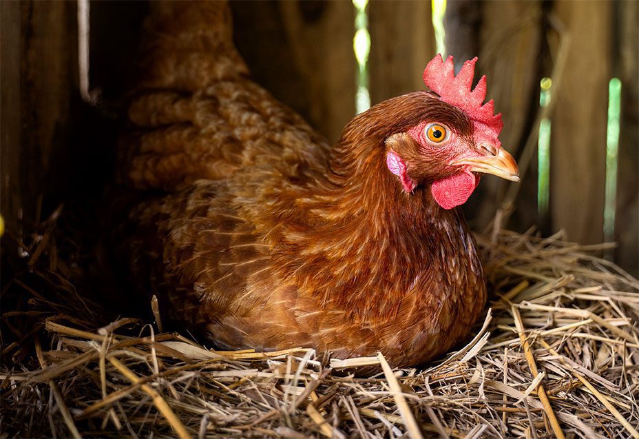 Ornitorrinco e mais: como chamam os mamíferos que põem ovos