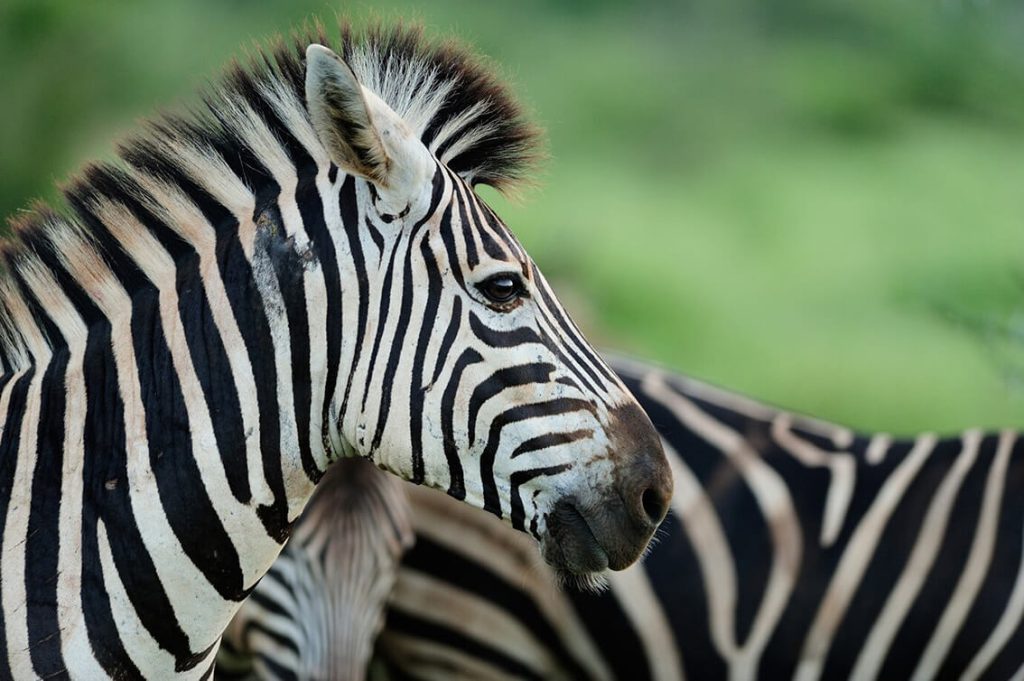 Zebras são listradas